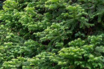 Cunninghamia lanceolata is a species of tree in the cypress family, Cupressaceae. Chinese fir. Kanaloahuluhulu Meadow, Kokee State Park Kauai Hawaii