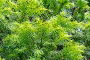 Cunninghamia lanceolata is a species of tree in the cypress family, Cupressaceae. Chinese fir. Kanaloahuluhulu Meadow, Kokee State Park Kauai Hawaii