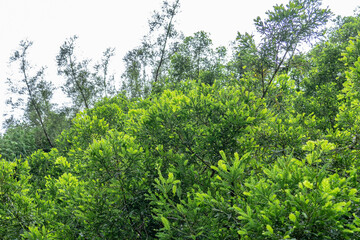 Sequoia sempervirens,coast redwood, coastal redwood and California redwood. Kanaloahuluhulu Meadow, Kokee State Park Kauai Hawaii