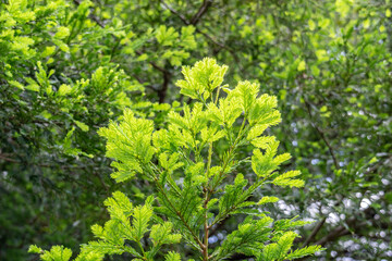 Sequoia sempervirens,coast redwood, coastal redwood and California redwood. Kanaloahuluhulu Meadow, Kokee State Park Kauai Hawaii