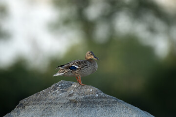 Wild duck is resting on the stone. Mallard on the pond. Spring wildlife in Europe