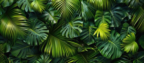 Flat lay view of tropical palm leaves from above