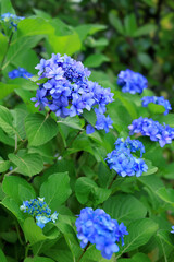 都心散歩　足元の花々