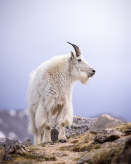 Mountain goat billy - oreamnos americanus - standing on ridge line with snow covered mountains and...