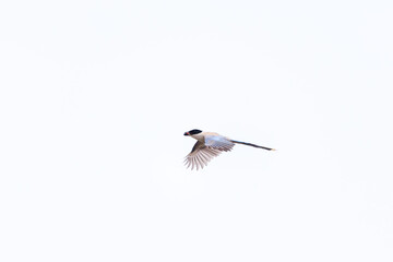 飛翔する美しいオナガ（カラス科）

日本国神奈川県川崎市。
2024年6月撮影。

Beautiful Azure-winged Magpie (family comprising the crows) in flight.
