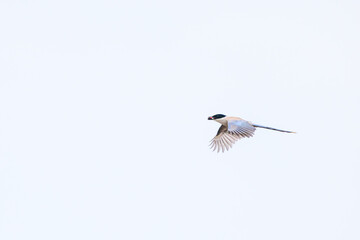 飛翔する美しいオナガ（カラス科）

日本国神奈川県川崎市。
2024年6月撮影。

Beautiful Azure-winged Magpie (family comprising the crows) in flight.
