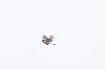 飛翔する美しいオナガ（カラス科）

日本国神奈川県川崎市。
2024年6月撮影。

Beautiful Azure-winged Magpie (family comprising the crows) in flight.
