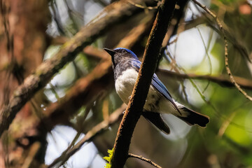 新緑の中、大きく美しい声でさえずる美しいオオルリ（ヒタキ科）。

日本国東京都あきる野市、日の出山登山道他。
2024年6月撮影。

The beautiful Blue-and-white Flycatcher (Cyanoptila cyanomelana) chirp loudly and beautifully in the fresh green.
