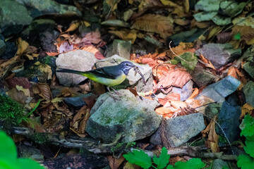 小川で餌を探す綺麗なキセキレイ（セキレイ科）。
親鳥がひな鳥に餌を渡している。

日本国東京都あきる野市、日の出山登山道他。
2024年6月撮影。

A beautiful Grey Wagtail (Motacilla cinerea) looking for food in a creek.
The parent bird is passing food to the baby bird.
