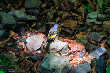 小川で餌を探す綺麗なキセキレイ（セキレイ科）。
親鳥がひな鳥に餌を渡している。

日本国東京都あきる野市、日の出山登山道他。
2024年6月撮影。

A beautiful Grey Wagtail (Motacilla cinerea) looking for food in a creek.
The parent bird is passing food to the baby bird.
