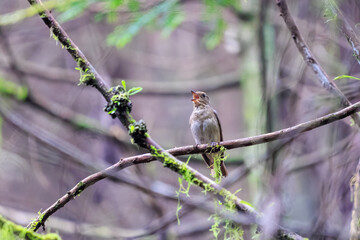 新緑の中、羽づくろいをする美しいオオルリ（ヒタキ科）の幼鳥。

日本国東京都あきる野市、日の出山登山道他。
2024年6月撮影。

A beautiful juvenile Blue-and-white Flycatcher (Cyanoptila cyanomelana, family of the flycatcher) grooming its wings in the fresh gree