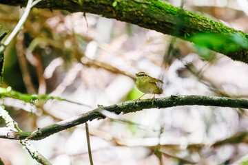 大きく不思議な高周波の声でさえずる可愛いヤブサメ（ウグイス科）。

日本国東京都あきる野市、日の出山登山道他。
2024年6月撮影。

A lovely Short-tailed Bush Warbler (Urosphena squameiceps) chirping loudly and mysteriously in a high-frequency voice.
