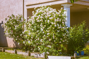 Fragrant white climbing rose planted outdoors close to the house entrance.