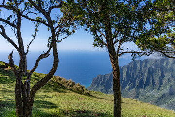 Metrosideros polymorpha, the ʻōhiʻa lehua, flowering evergreen tree in the myrtle family, Myrtaceae, Kokee State Park Kauai Hawaii. Nā Pali Coast State Wilderness Park. Kalalau Valley. Kalepa Ridge 
