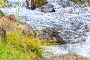 小川で餌を探す綺麗なカワガラス（カワガラス科）。
水が得意なので滝の中にも飛び込む。

日本国東京都あきる野市、日の出山登山道他。
2024年6月撮影。

A beautiful Brown Dipper (Cinclus pallasii) looking for food in a creek.
He is good with water and jumps into waterfalls.
