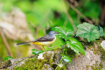 小川で餌を探す綺麗なキセキレイ（セキレイ科）。
親鳥がひな鳥に餌を渡している。

日本国東京都あきる野市、日の出山登山道他。
2024年6月撮影。

A beautiful Grey Wagtail (Motacilla cinerea) looking for food in a creek.
The parent bird is passing food to the baby bird.
