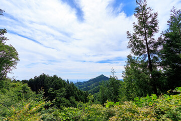 野鳥, Wild Bird,.上養沢林道, Kami Yosawa forest road,.日の出山登山道, Mt. Hinode-yama Trail,.あきる野市, Akiruno City,.東京都, TOKYO,.202406.CANON EOS R10.CANON マウントアダプター EF-EOS R.CANON EF-S10-22mm F3.5-4.5 USM