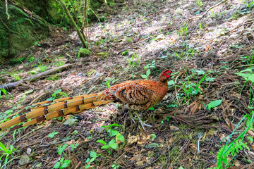 赤い羽根が美しい、大きなヤマドリ（キジ科）の立派なオス。
繁殖期のため、縄張りに入ったものを激しく攻撃する。
人間相手でも背中を見せると飛び蹴りをしてくるので要注意。

日本国東京都あきる野市、日の出山登山道他。
2024年6月撮影。

A magnificent male of a large Copper Pheasant  (Syrmaticus soemmerringii) with be