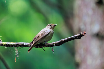 新緑の中、大きく美しい声でさえずる美しいオオルリ（ヒタキ科）の幼鳥。

日本国東京都あきる野市、日の出山登山道他。
2024年6月撮影。

The beautiful juvenile Blue-and-white Flycatcher (Cyanoptila cyanomelana) chirp loudly and beautifully in the fresh green.
