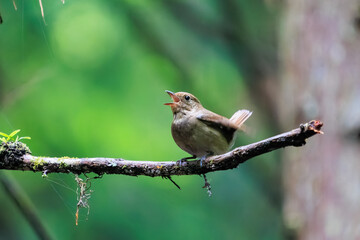 新緑の中、大きく美しい声でさえずる美しいオオルリ（ヒタキ科）の幼鳥。

日本国東京都あきる野市、日の出山登山道他。
2024年6月撮影。

The beautiful juvenile Blue-and-white Flycatcher (Cyanoptila cyanomelana) chirp loudly and beautifully in the fresh green.
