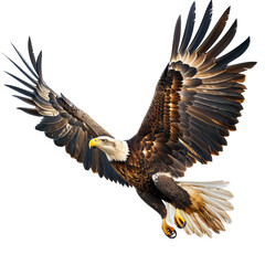 An eagle in flight on white background, PNG