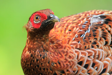 赤い羽根が美しい、大きなヤマドリ（キジ科）の立派なオス。
繁殖期のため、縄張りに入ったものを激しく攻撃する。
人間相手でも背中を見せると飛び蹴りをしてくるので要注意。

日本国東京都あきる野市、日の出山登山道他。
2024年6月撮影。

A magnificent male of a large Copper Pheasant  (Syrmaticus soemmerringii) with be