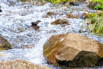 小川で餌を探す綺麗なカワガラス（カワガラス科）。
水が得意なので滝の中にも飛び込む。

日本国東京都あきる野市、日の出山登山道他。
2024年6月撮影。

A beautiful Brown Dipper (Cinclus pallasii) looking for food in a creek.
He is good with water and jumps into waterfalls.
