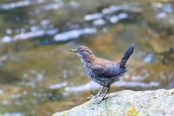 小川で餌を探す綺麗なカワガラス（カワガラス科）。
水が得意なので滝の中にも飛び込む。

日本国東京都あきる野市、日の出山登山道他。
2024年6月撮影。

A beautiful Brown Dipper (Cinclus pallasii) looking for food in a creek.
He is good with water and jumps into waterfalls.

