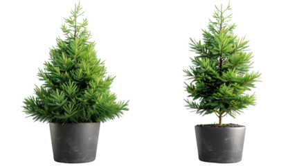 Two potted evergreen trees isolated on white background. Ideal for festive decoration, indoor, and outdoor garden settings.