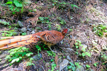 赤い羽根が美しい、大きなヤマドリ（キジ科）の立派なオス。
繁殖期のため、縄張りに入ったものを激しく攻撃する。
人間相手でも背中を見せると飛び蹴りをしてくるので要注意。

日本国東京都あきる野市、日の出山登山道他。
2024年6月撮影。

A magnificent male of a large Copper Pheasant  (Syrmaticus soemmerringii) with be