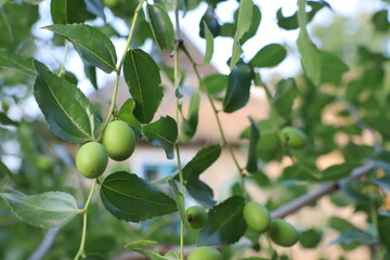 Ripening Green Fruits on a Branch in a Sunlit Garden with blurred foliage, creating a lush setting
