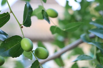 Fresh green fruits hanging on branches in a garden, making a colorful and natural scenery