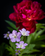 Fototapeta premium Flowers in garden