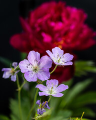 Flowers in garden