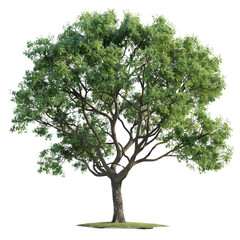 A lush green tree with abundant foliage and sturdy branches, standing majestically against a white background.