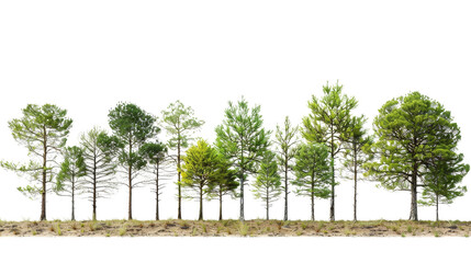 A row of diverse trees in various shades of green, isolated on white background, showcasing nature's beauty and variety.