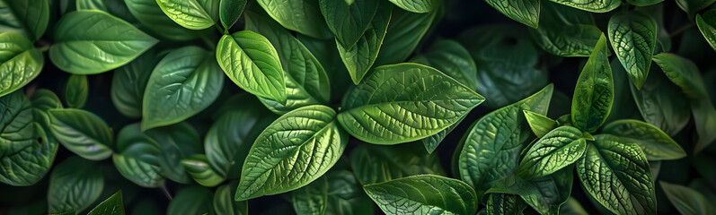 Fototapeta premium Green leaves for background. 