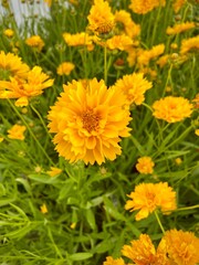 Yellow flowers