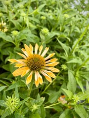yellow echinacea flower