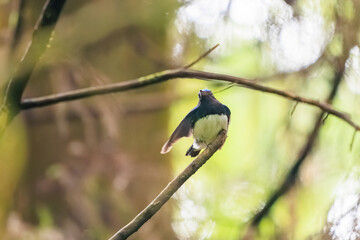 新緑の中、大きく美しい声でさえずる美しいオオルリ（ヒタキ科）。

日本国東京都あきる野市、日の出山登山道他。
2024年6月撮影。

The beautiful Blue-and-white Flycatcher (Cyanoptila cyanomelana) chirp loudly and beautifully in the fresh green.
