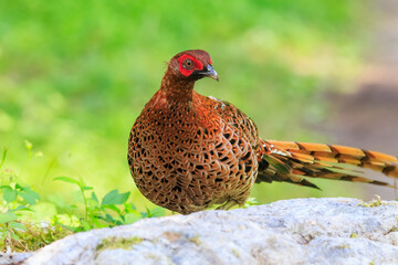 赤い羽根が美しい、大きなヤマドリ（キジ科）の立派なオス。
繁殖期のため、縄張りに入ったものを激しく攻撃する。
人間相手でも背中を見せると飛び蹴りをしてくるので要注意。

日本国東京都あきる野市、日の出山登山道他。
2024年6月撮影。

A magnificent male of a large Copper Pheasant  (Syrmaticus soemmerringii) with be