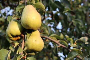 Ripe, juicy yellow pears on a branch in an orchard with green leaves, glistening under the sun