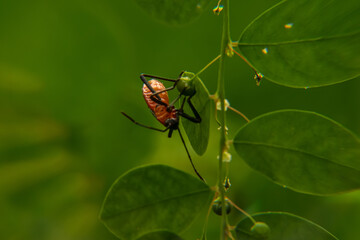 a colorful beetle in the garden