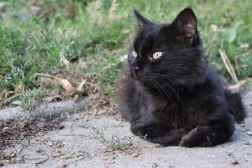 A black cat relaxing in a garden, embodying calmness and serenity under the sunshine