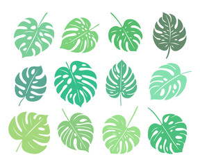 Monstera. Zestaw egzotycznych liści. Wektorowe elementy w odcieniach zieleni. © Monika