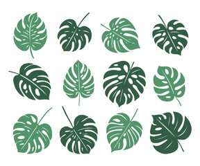 Monstera. Zestaw egzotycznych liści. Wektorowe elementy.