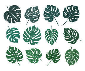 Monstera. Zestaw egzotycznych liści. Wektorowe elementy. © Monika