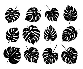 Monstera. Zestaw egzotycznych liści. Wektorowe elementy. © Monika