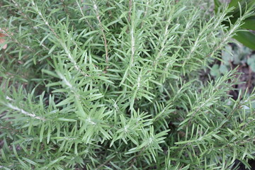 Green rosemary bush in a garden, ideal for culinary and medicinal uses, with fragrant foliage