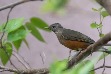a beatiful beatle in the garden